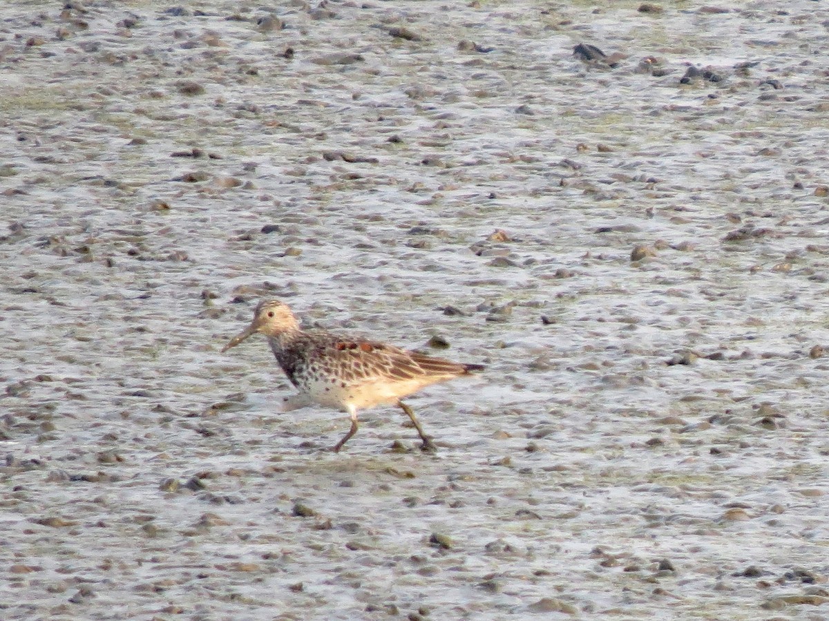 Great Knot - Peter Lacey