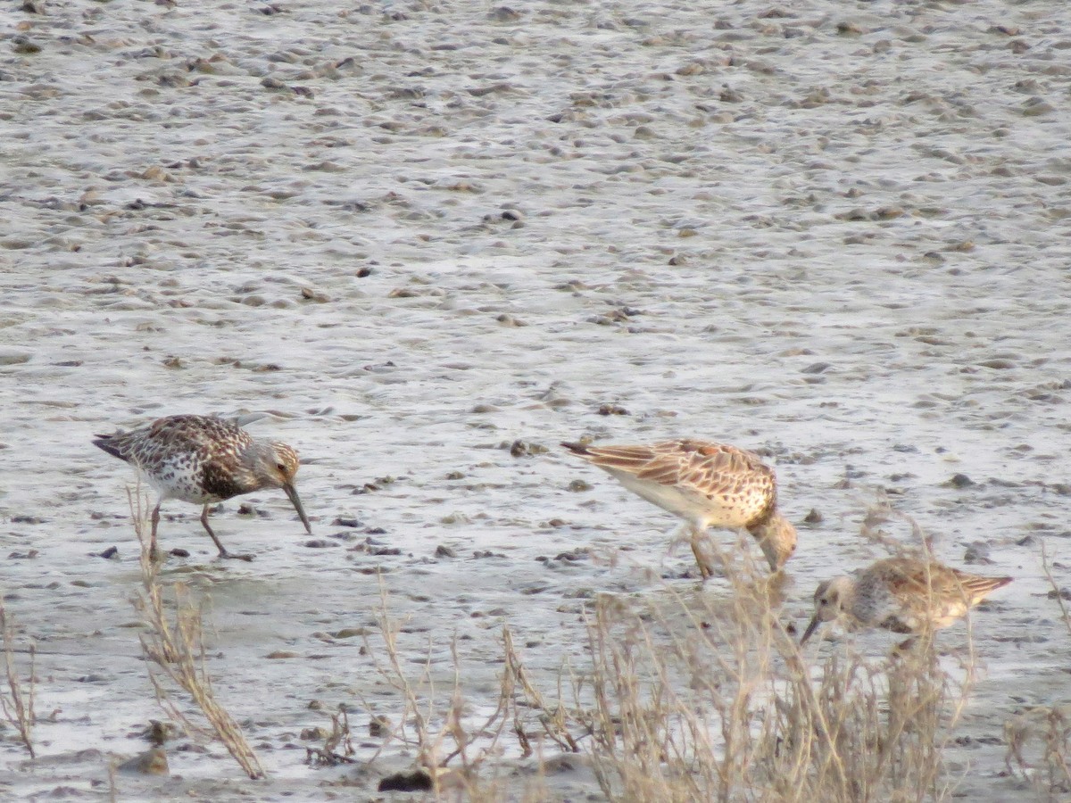 Great Knot - Peter Lacey