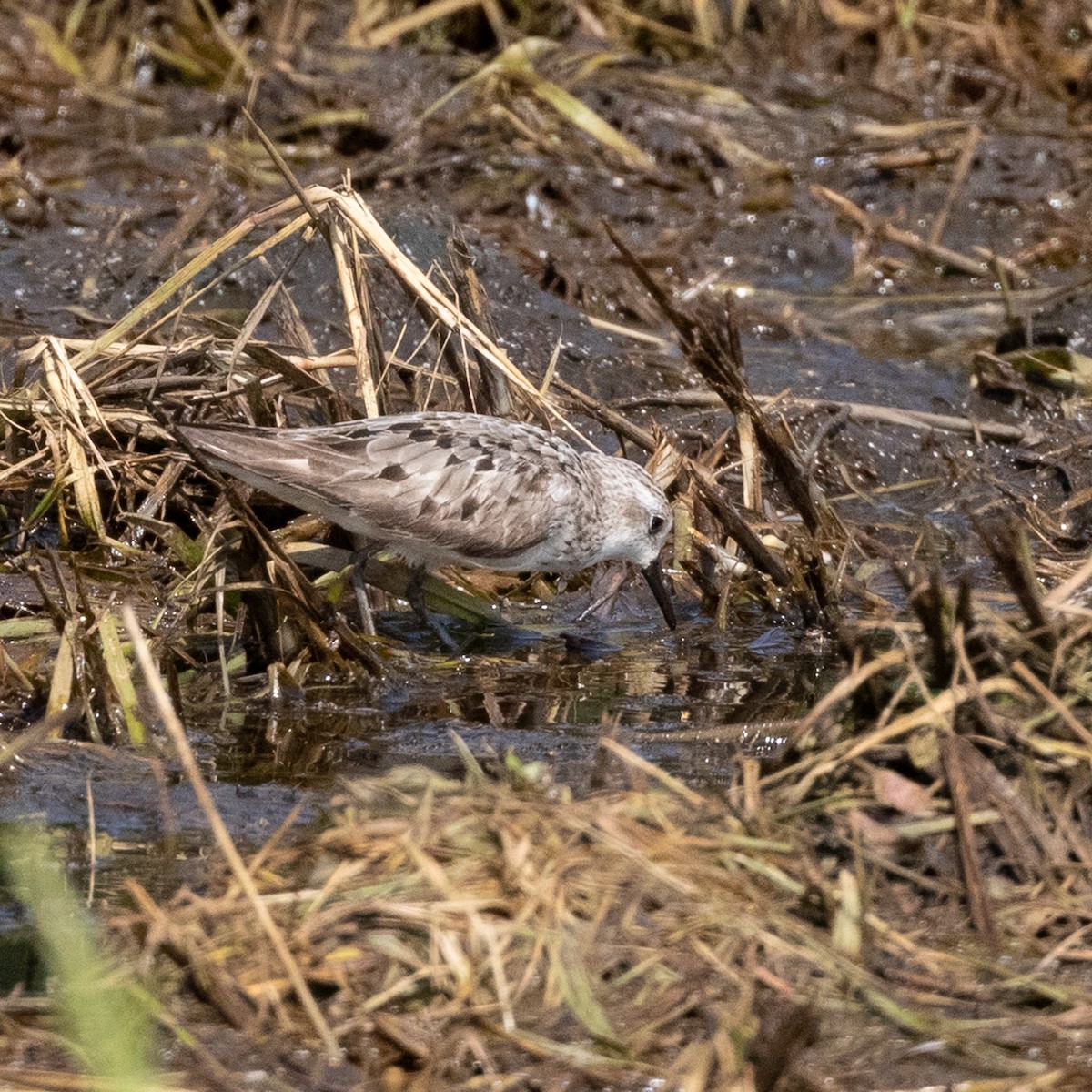 Sanderling - Robert Reed