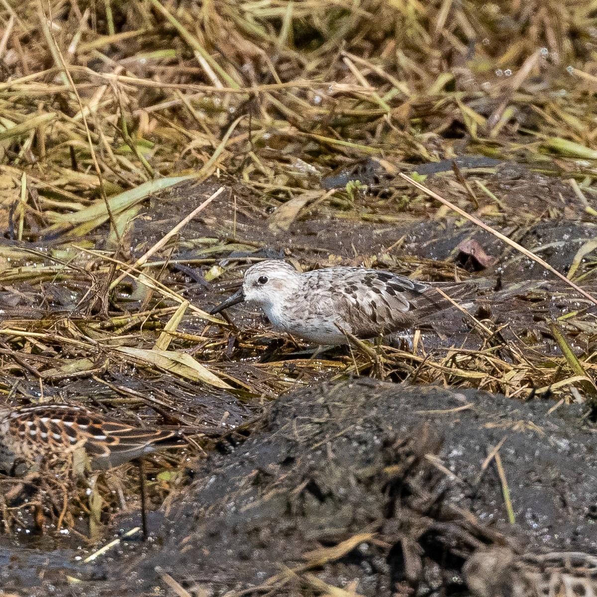 Bécasseau sanderling - ML364208521