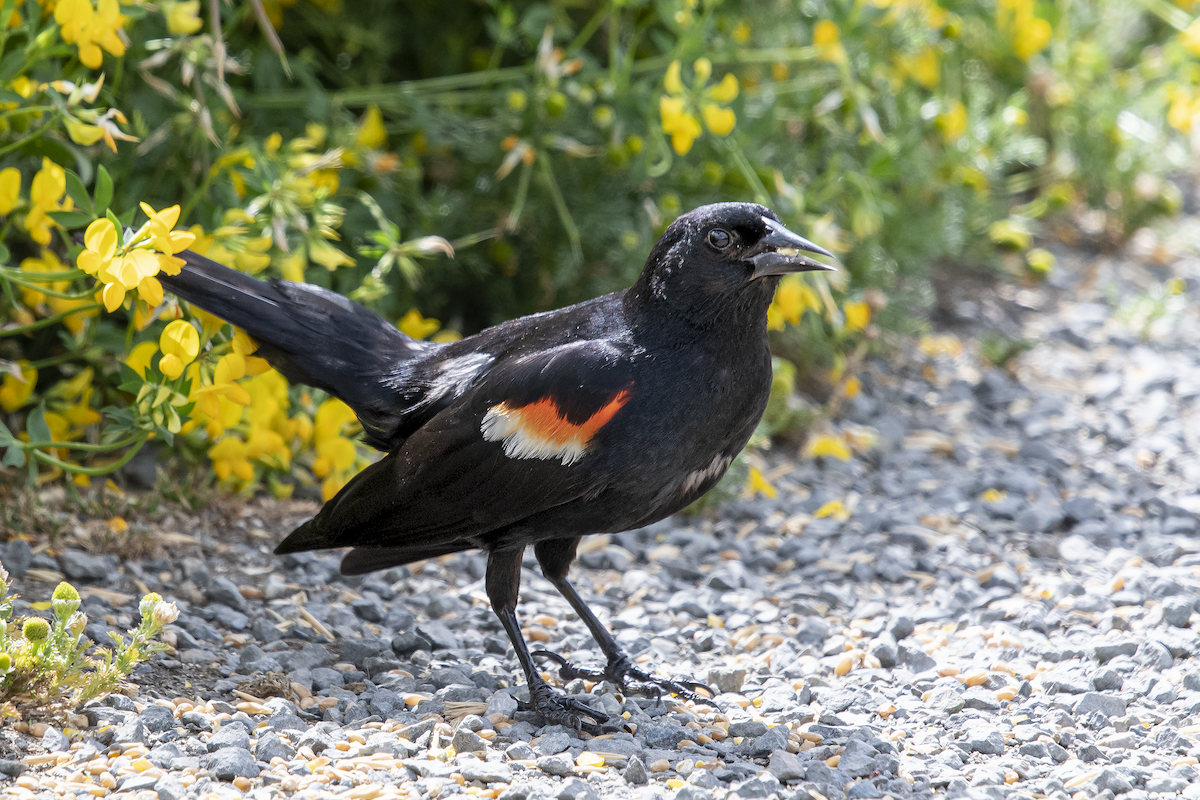 Red-winged Blackbird - ML364208691