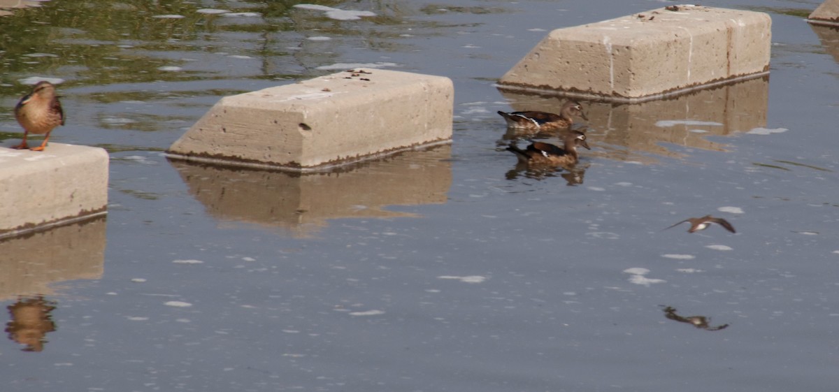 Wood Duck - Barry Spolter