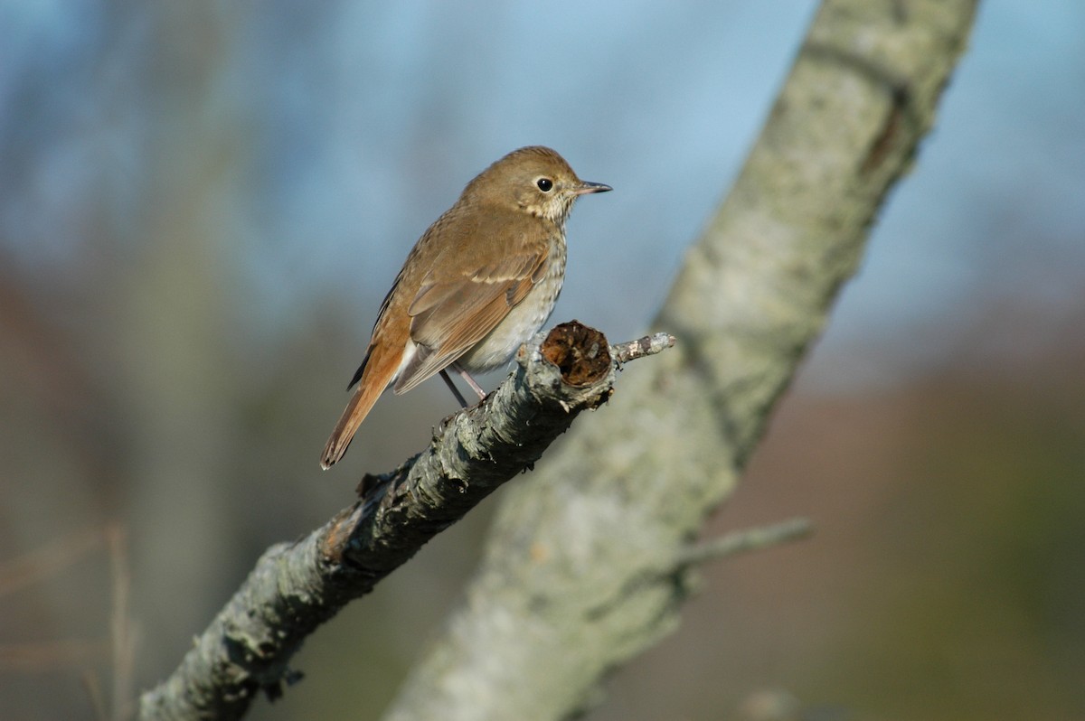 Hermit Thrush - ML36421051