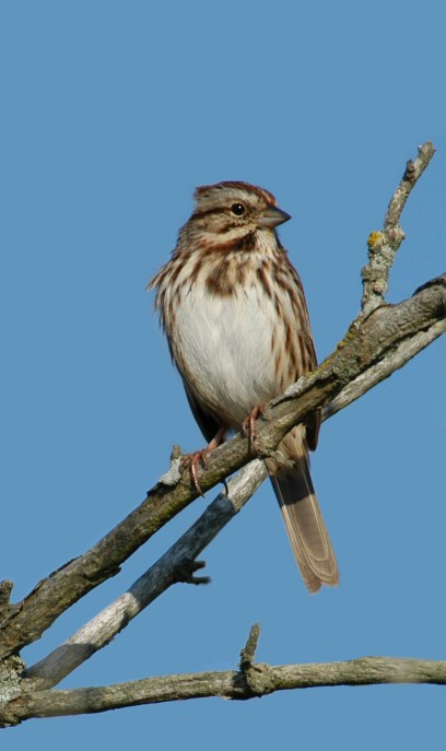 Song Sparrow - Nick Kontonicolas