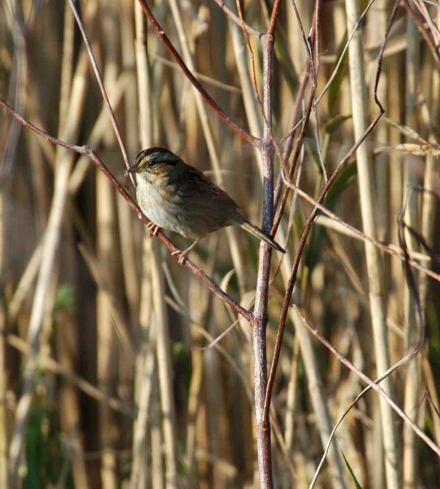 Swamp Sparrow - ML36421261