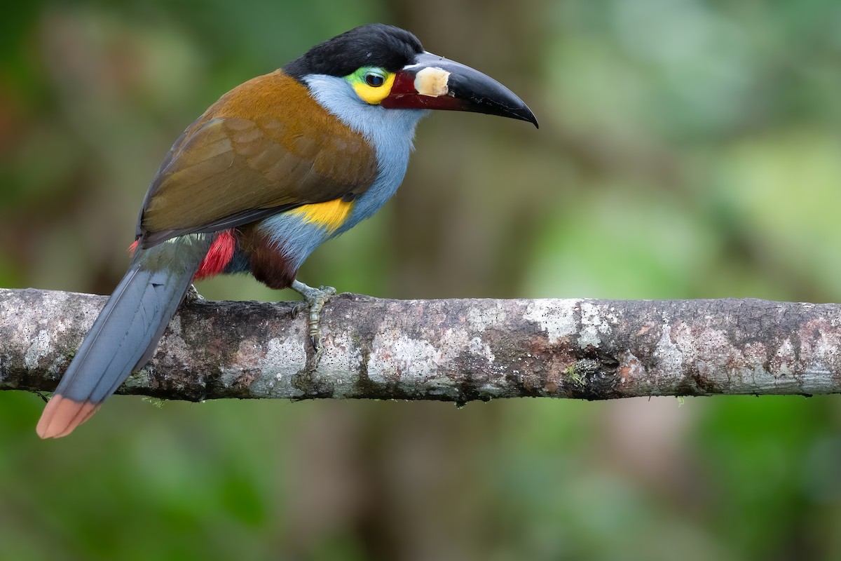 Plate-billed Mountain-Toucan - Ben  Lucking