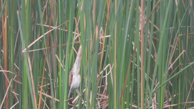 Least Bittern - ML364213631