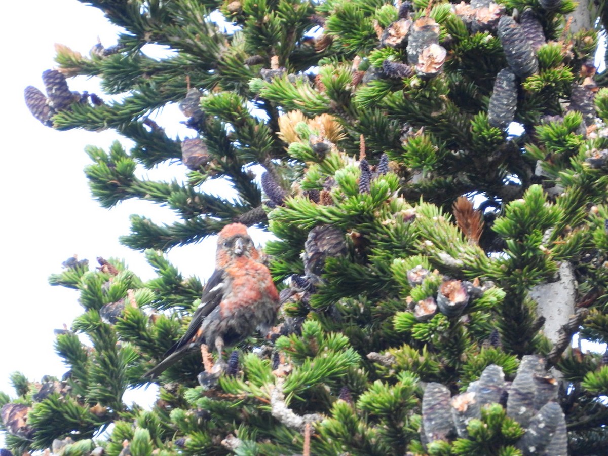 White-winged Crossbill - ML364214921