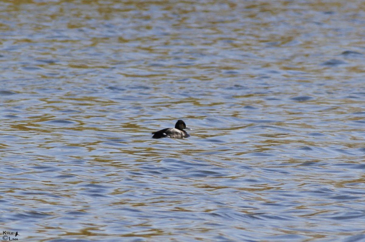 Lesser Scaup - ML36421561