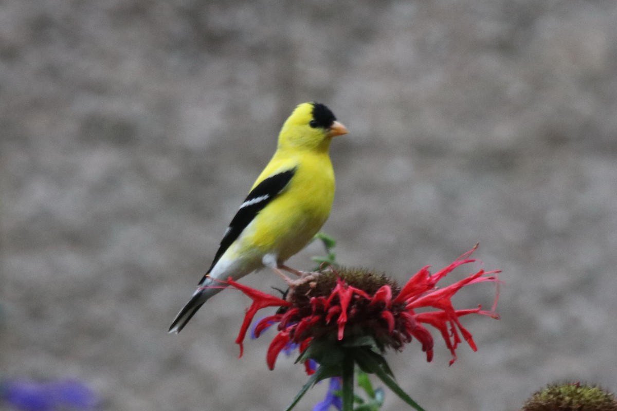 American Goldfinch - ML364216411