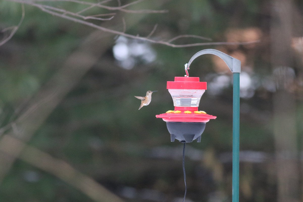 Allen's Hummingbird - Milton Collins