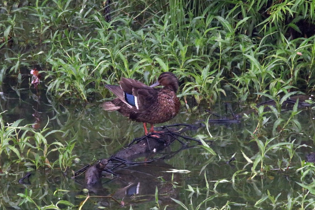 Mallard x American Black Duck (hybrid) - ML364218471