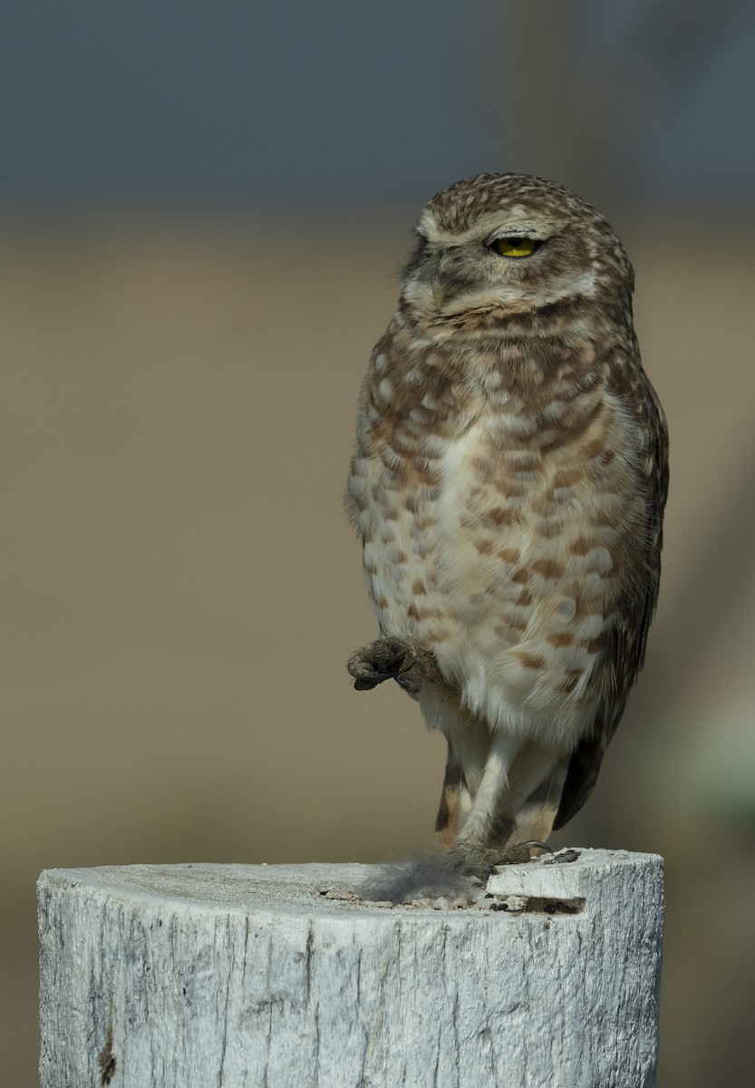 Burrowing Owl - Juan Manuel Fernández