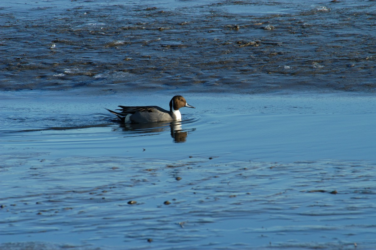 Northern Pintail - ML36421931