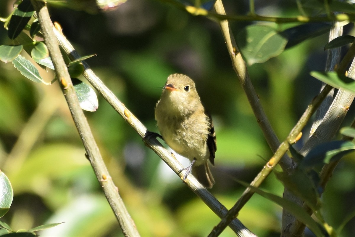 Yellow-bellied Flycatcher - ML364219431