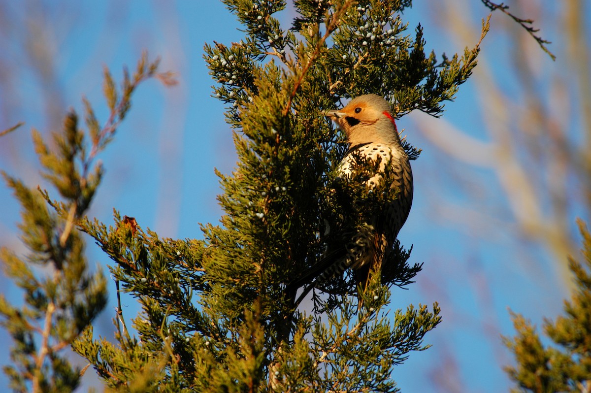 Northern Flicker - Nick Kontonicolas