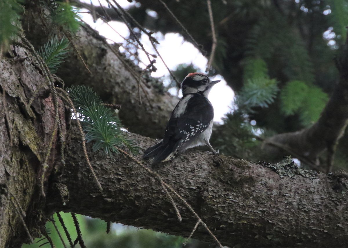 Downy Woodpecker - ML364220471