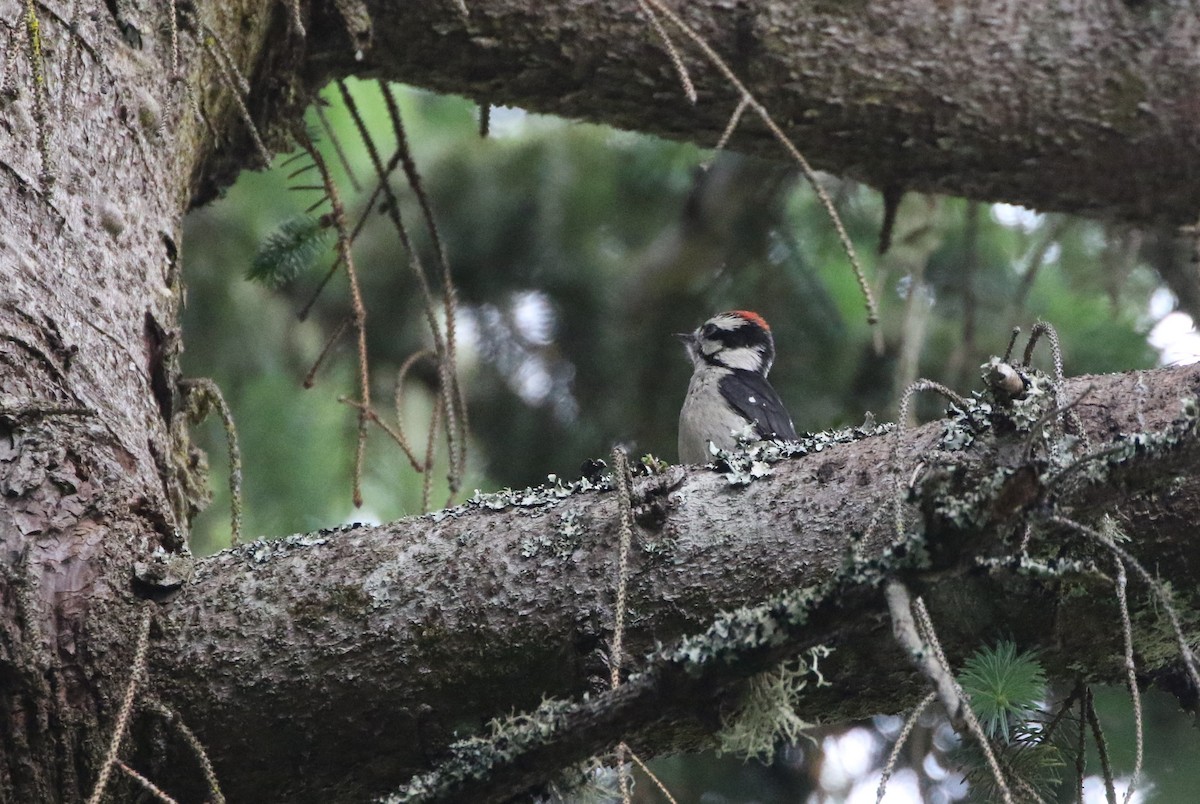 Downy Woodpecker - ML364220481