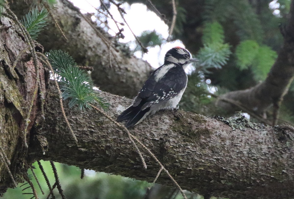 Downy Woodpecker - ML364220491