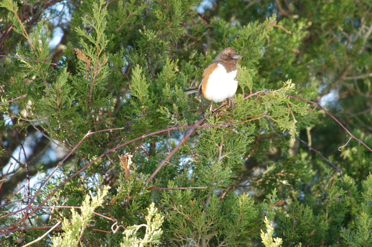 Eastern Towhee - ML36422051