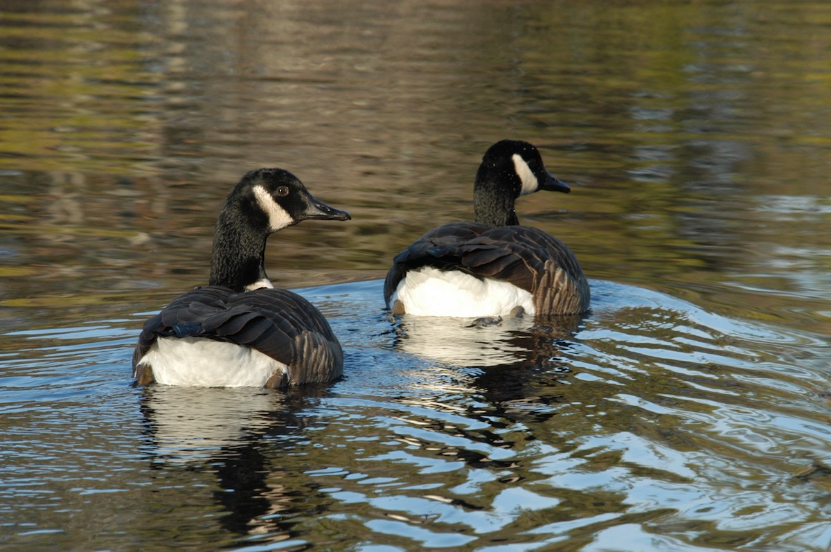 Canada Goose - Nick Kontonicolas