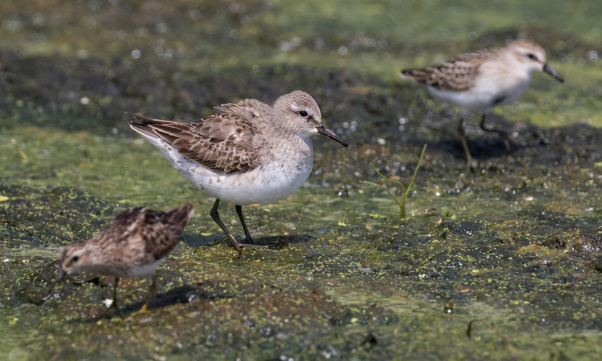 White-rumped Sandpiper - ML364220961