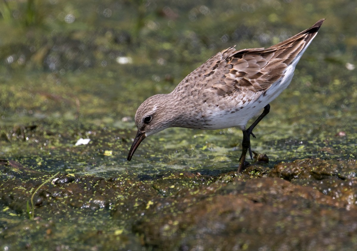 White-rumped Sandpiper - ML364220971