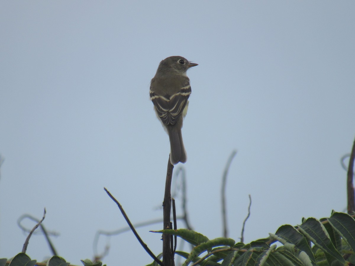 Least Flycatcher - John Coyle