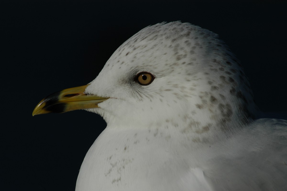 Ring-billed Gull - Nick Kontonicolas