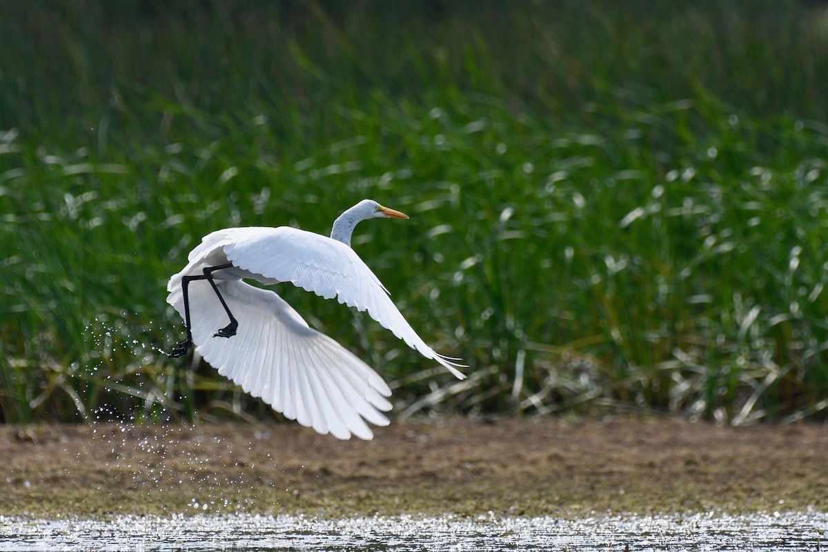 Great Egret - ML364222631