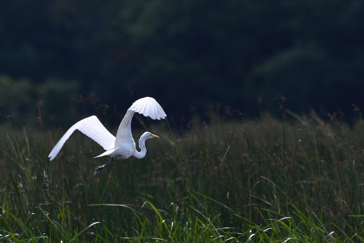 Great Egret - ML364223371