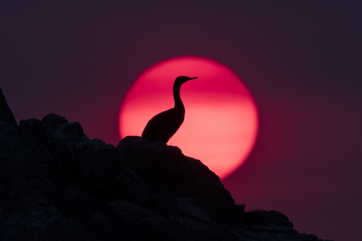 Pelagic Cormorant - Joey Negreann