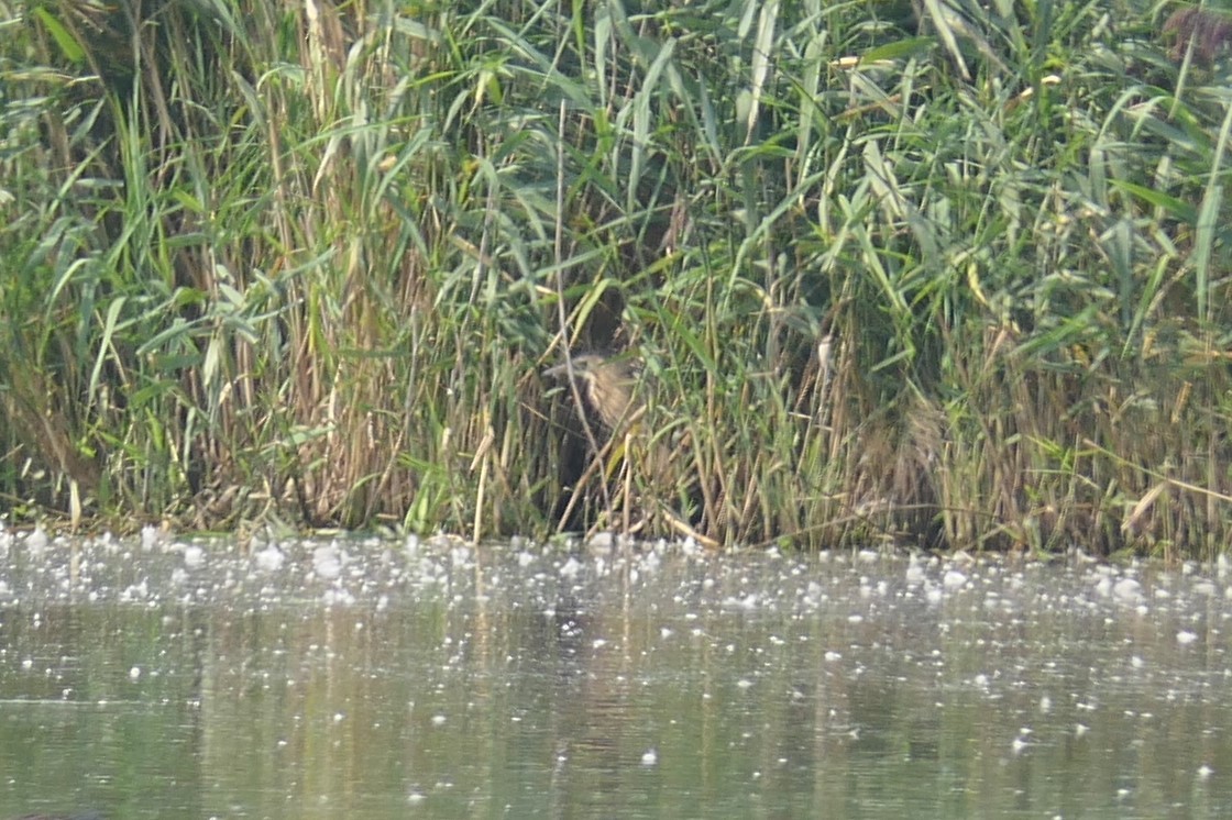 Great Bittern - ML364225331