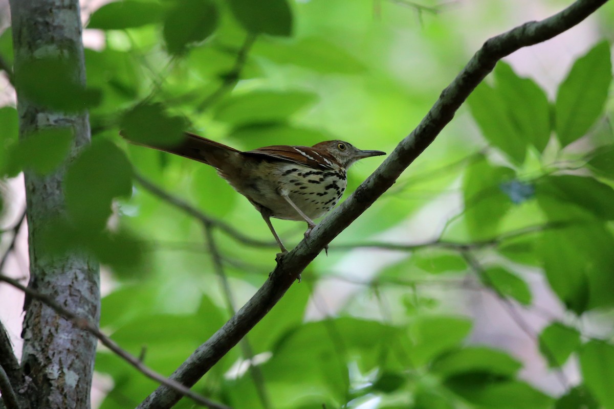 Brown Thrasher - ML364226241