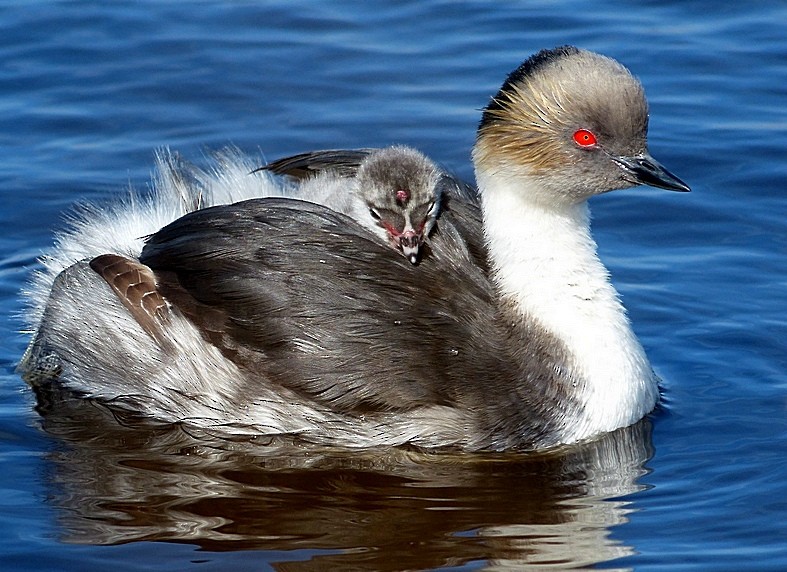 Silvery Grebe - ML36422631