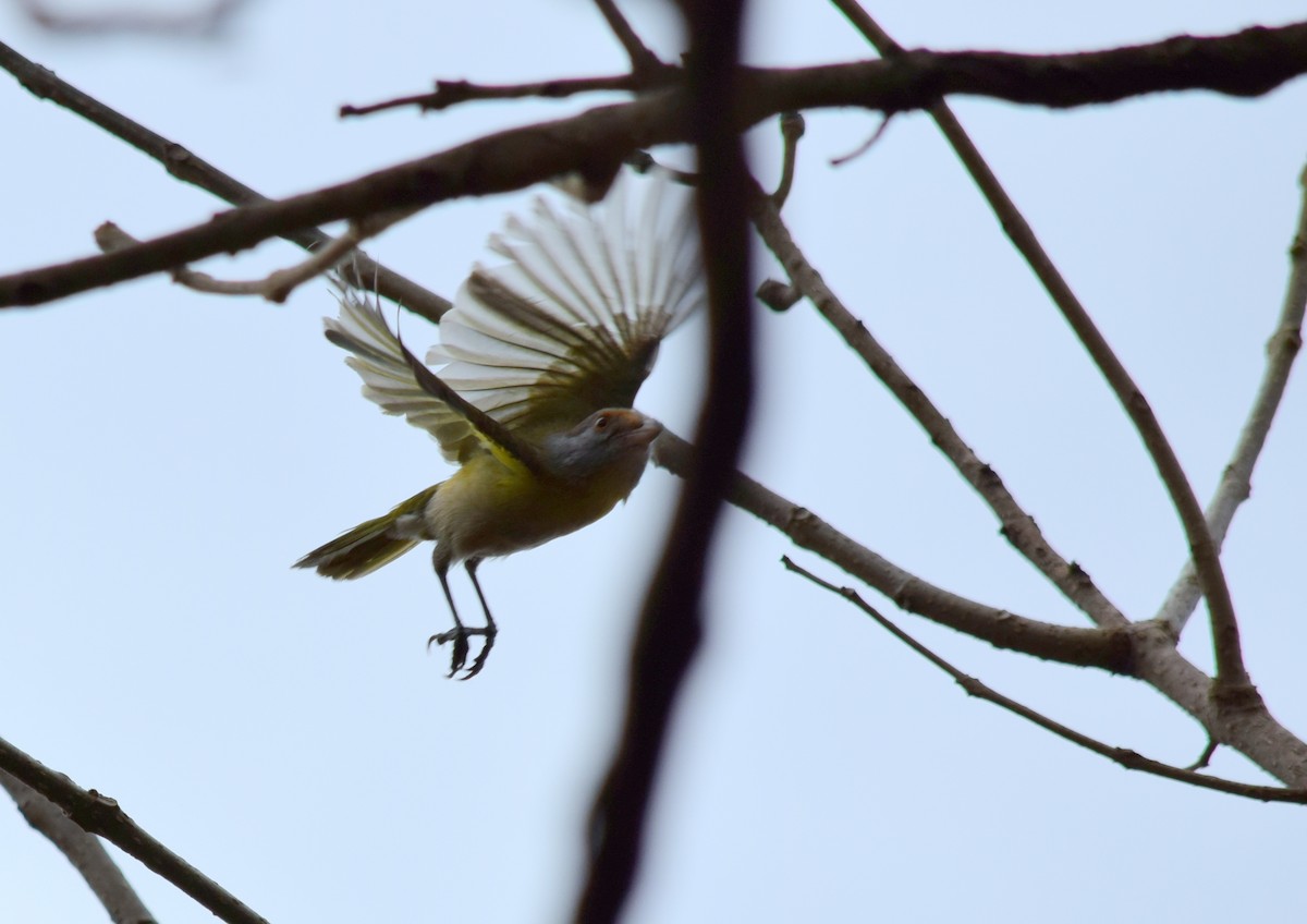 Rufous-browed Peppershrike - ML364226461