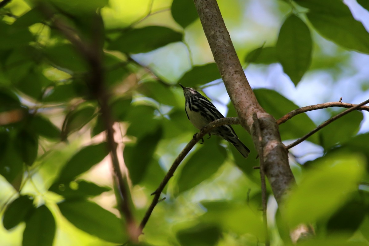 Black-and-white Warbler - ML364226711