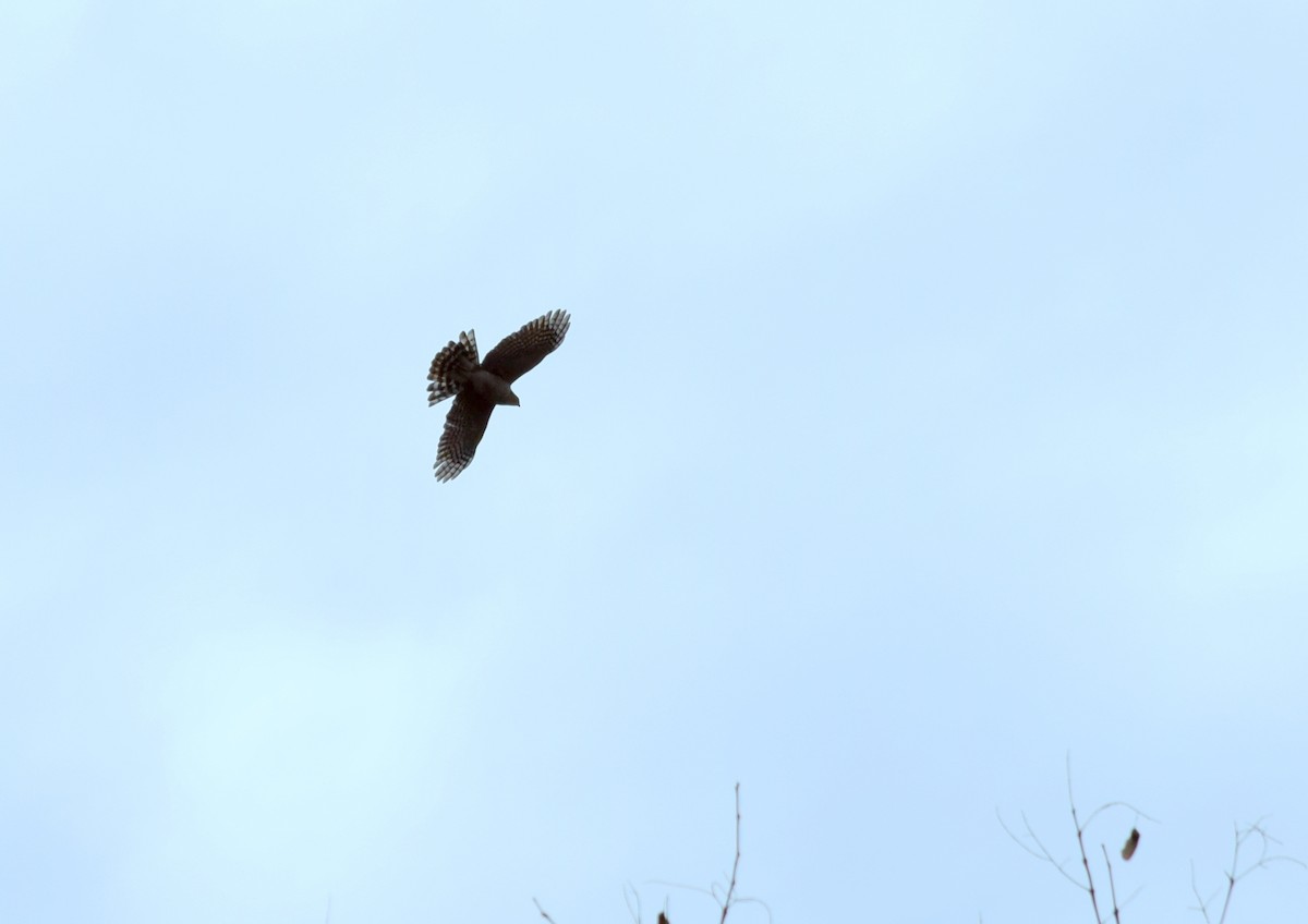 Sharp-shinned Hawk - ML364227331