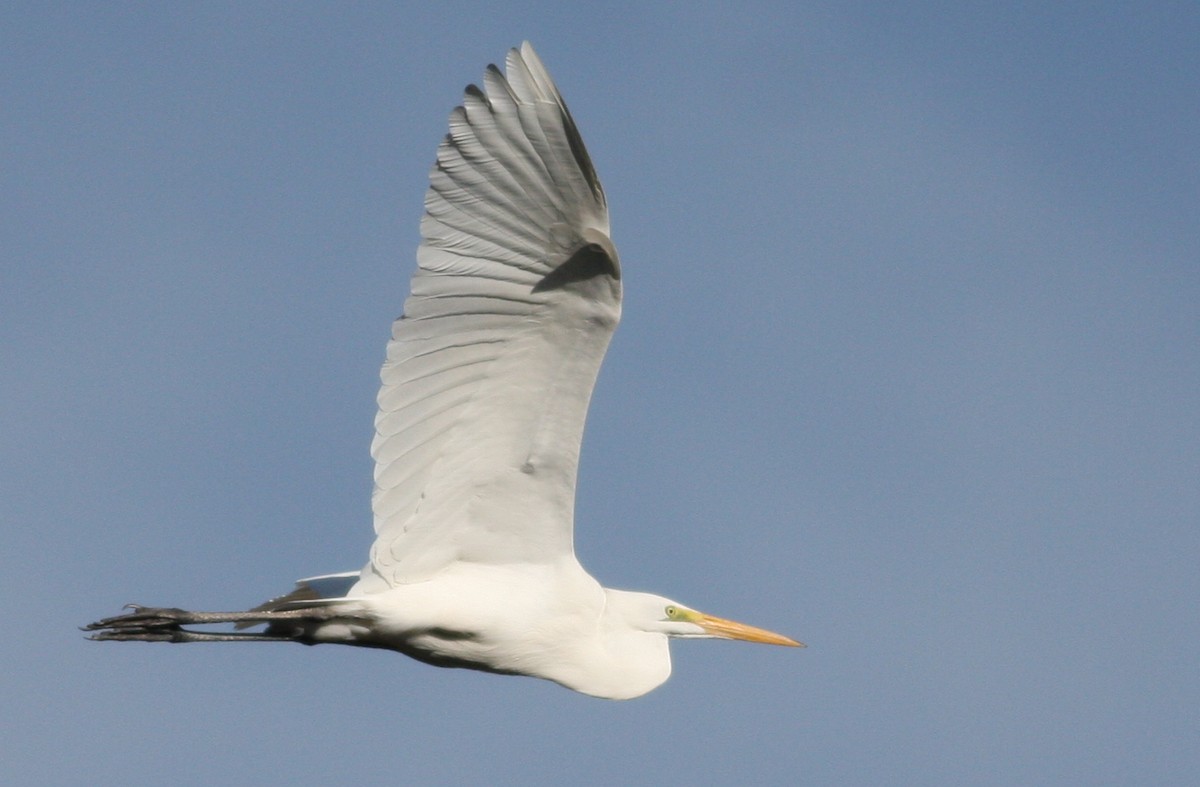 Great Egret - ML364227831