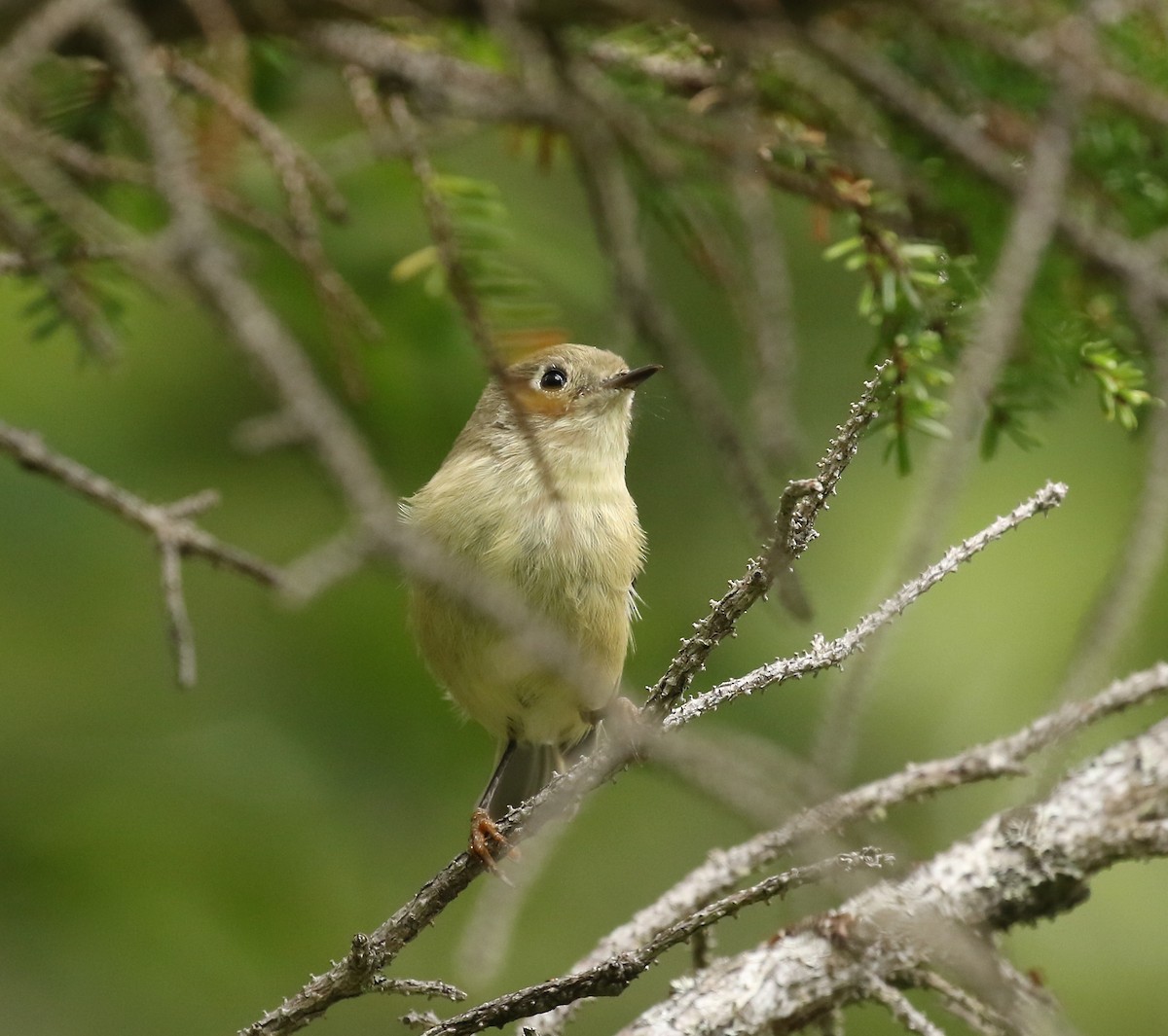 Ruby-crowned Kinglet - ML364227911