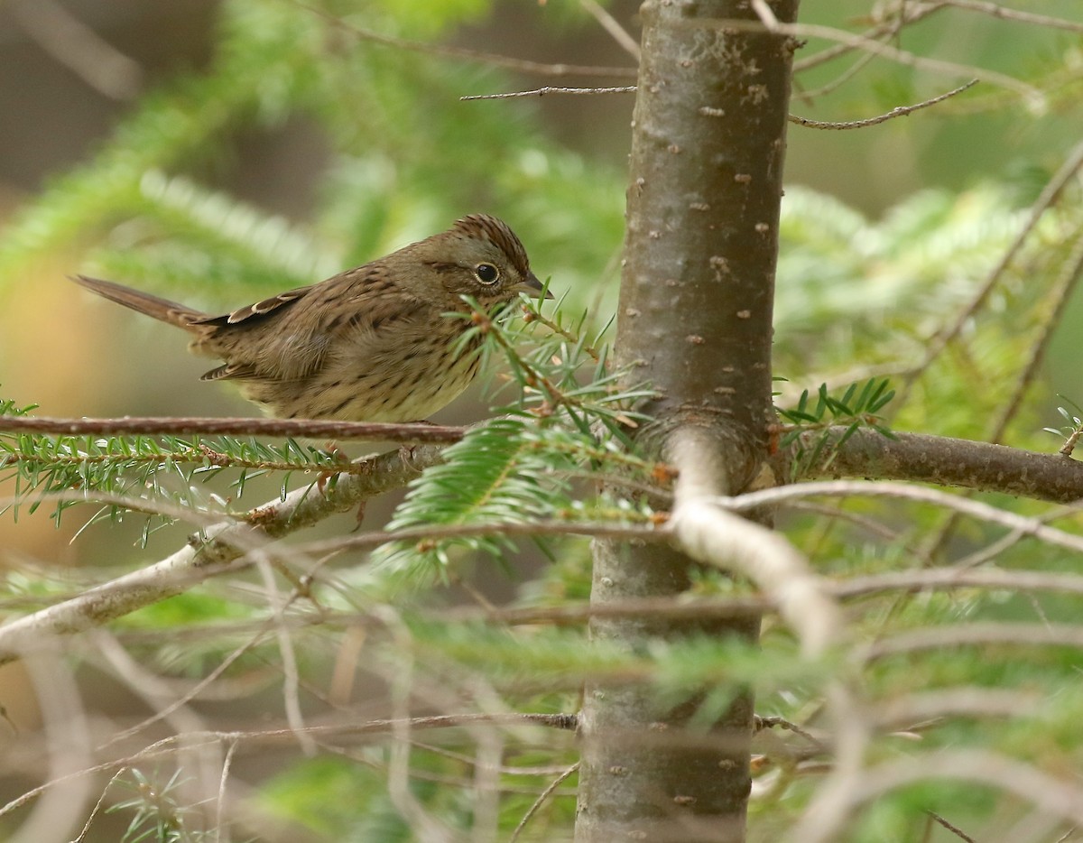 Lincoln's Sparrow - ML364227941