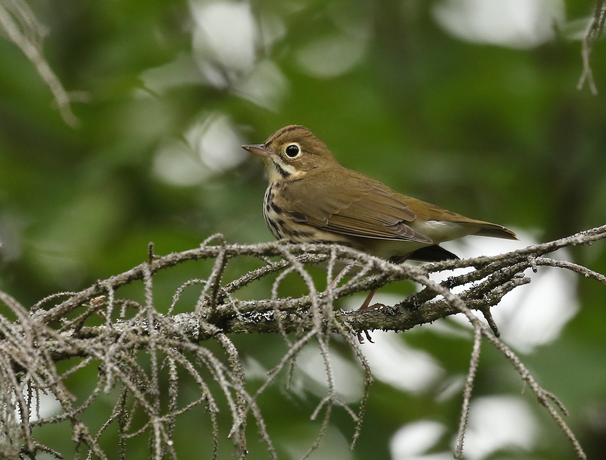 Ovenbird - ML364227991