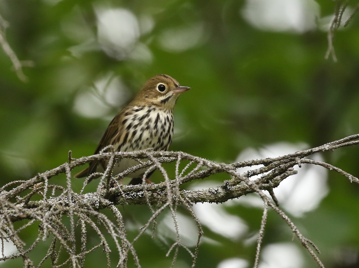 Ovenbird - ML364228001