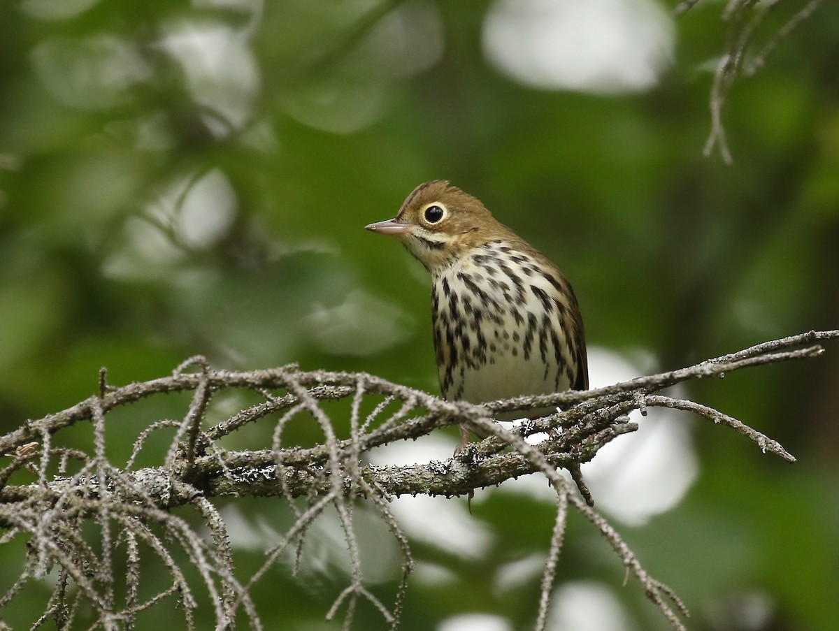 Ovenbird - ML364228011