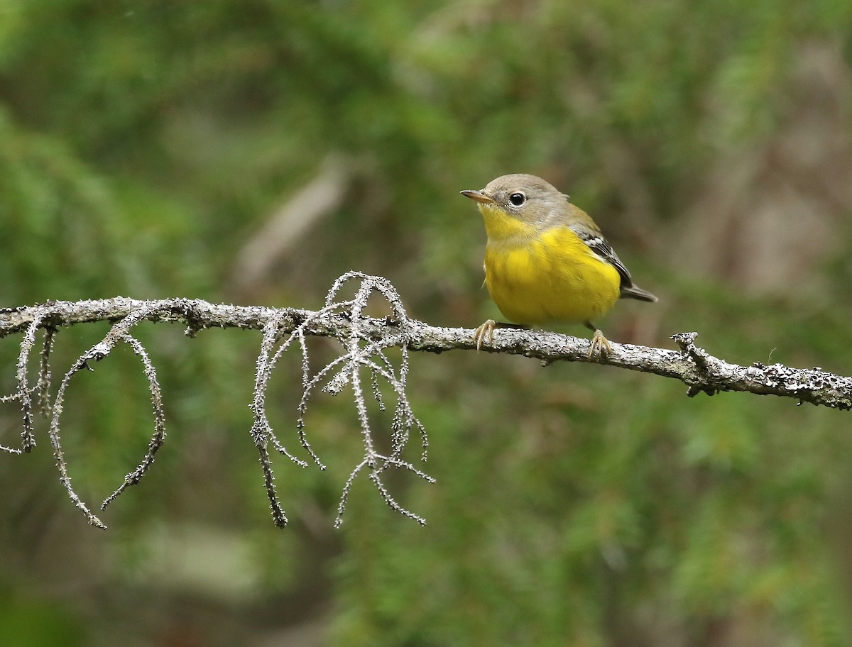 Magnolia Warbler - ML364228081