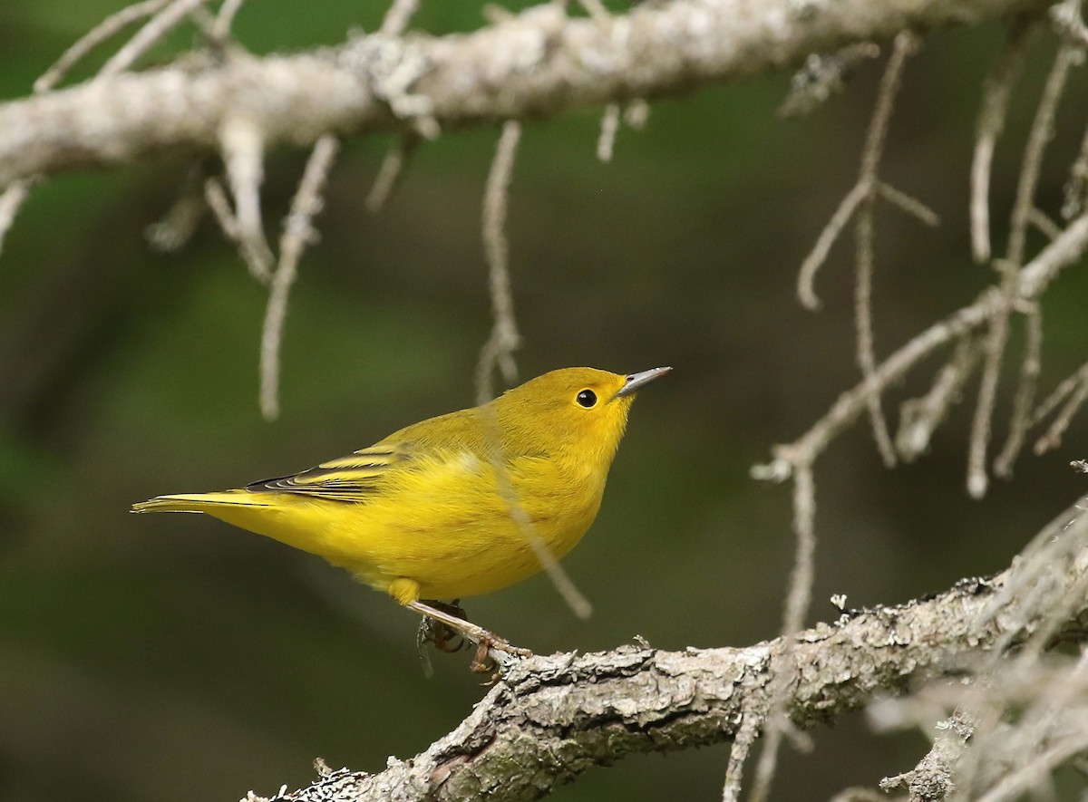 Yellow Warbler - ML364228091