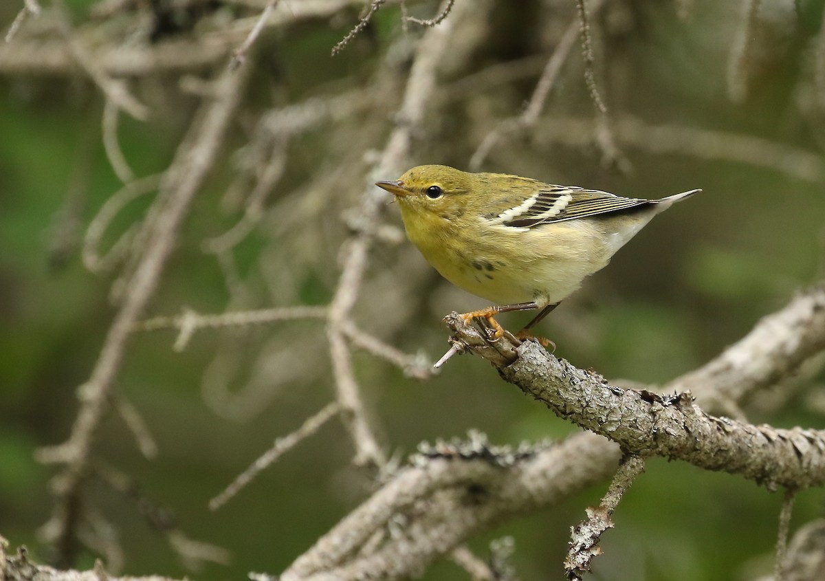 Blackpoll Warbler - ML364228151