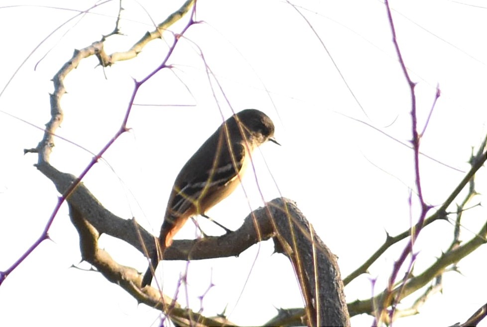 White-winged Black-Tyrant - ML364228201