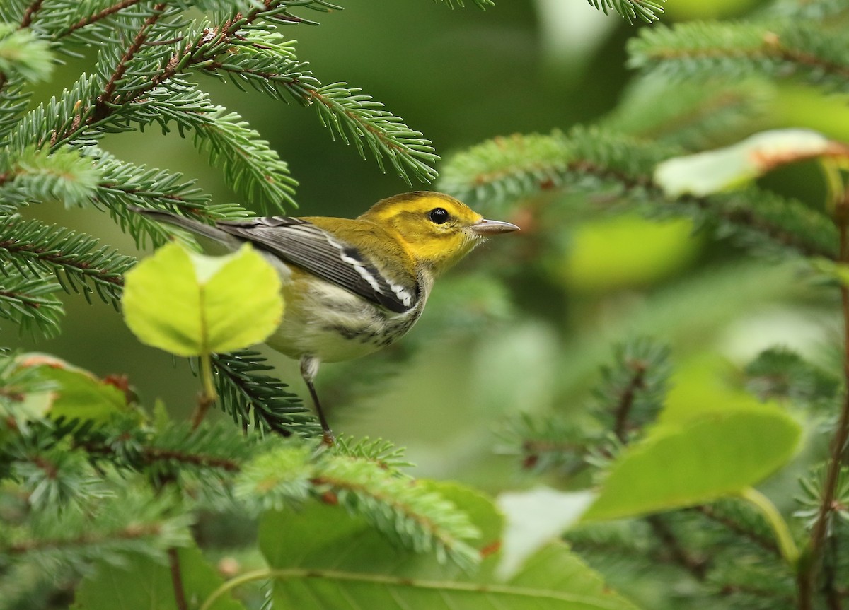 Black-throated Green Warbler - ML364228231