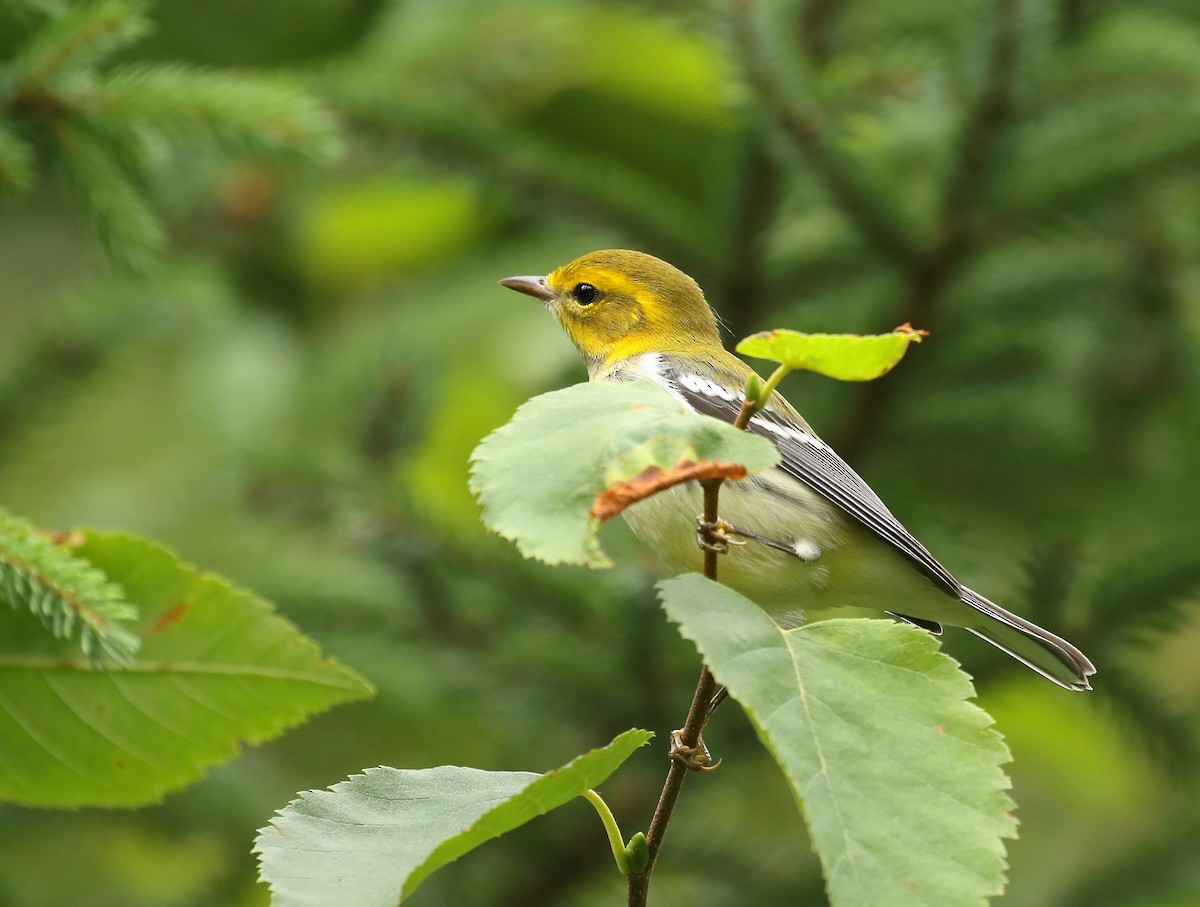 Black-throated Green Warbler - ML364228281
